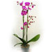 Double Stem Purple Orchid