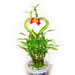 Lucky Bamboo with Heart