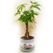Potted Braided Money Tree