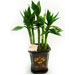 Potted Lucky Bamboo