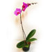 Single Stem Purple Orchid