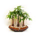 Success Potted Money Tree