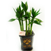 Potted Lucky Bamboo
